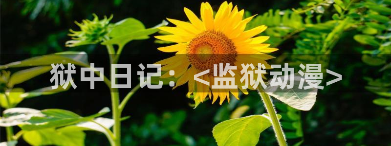 acg动漫天堂